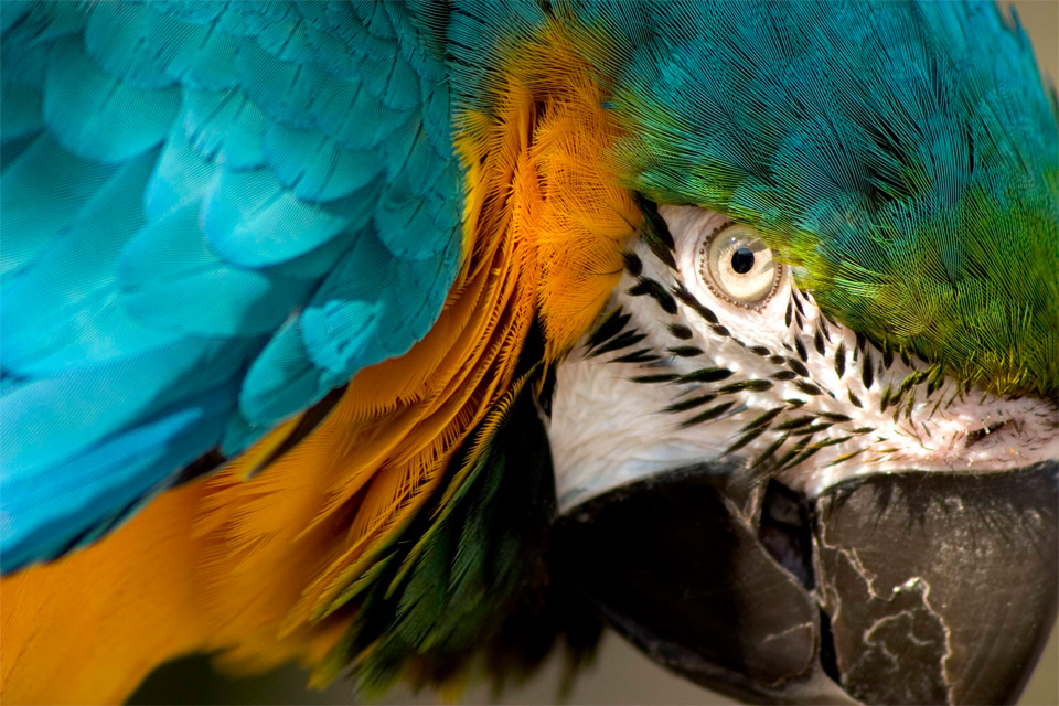 eye of the macaw