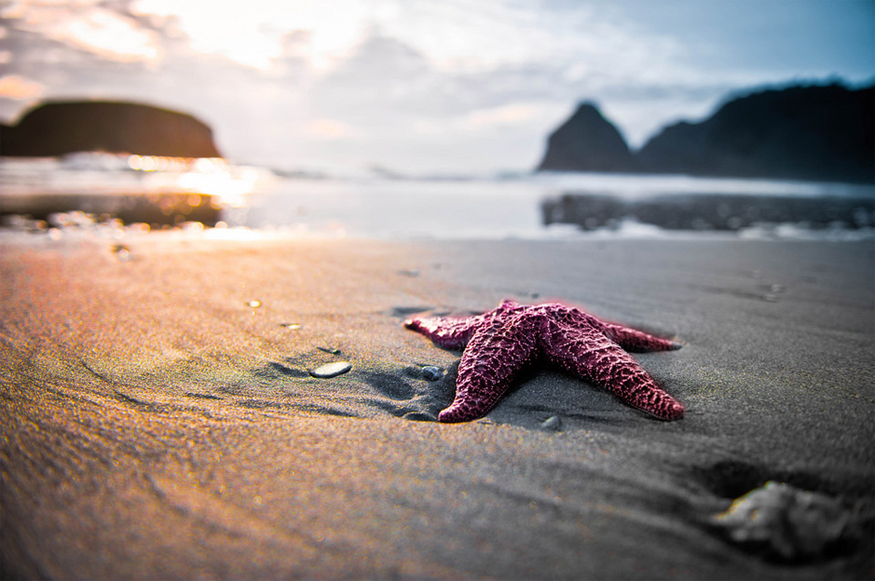 starfish, sunset and the beach