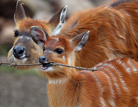 baby antelope playing with stick