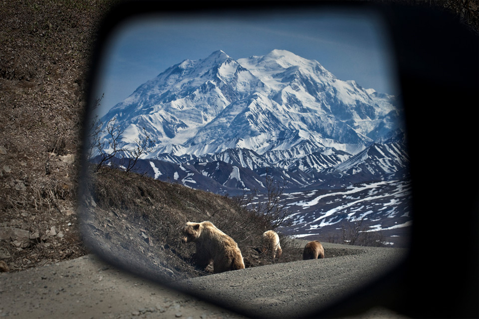 bears in my side view mirror