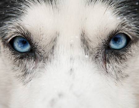 close up husky eyes