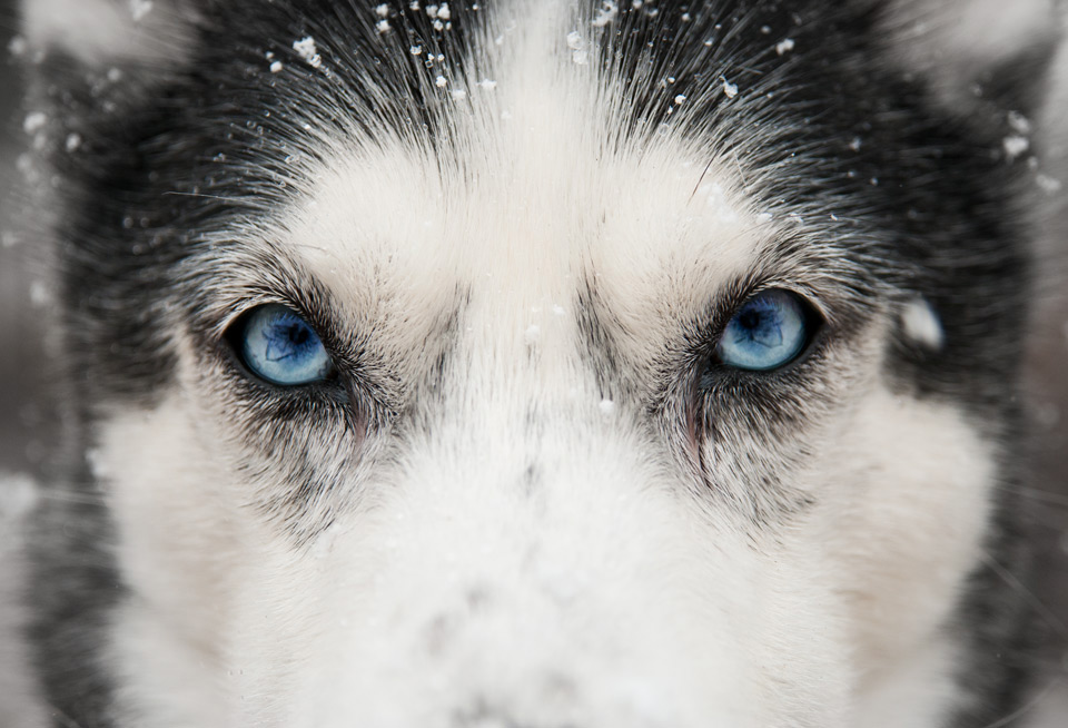 close up husky eyes