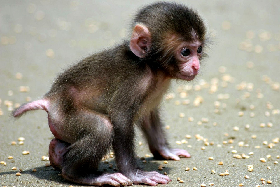 cute little monkey