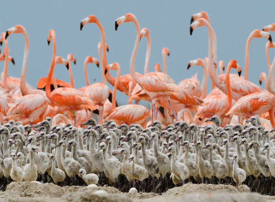 flamingo babies