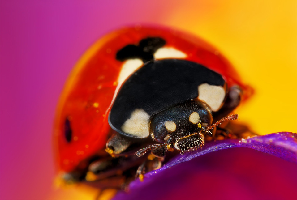 macro ladybug