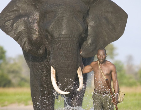 mahout with african elephant