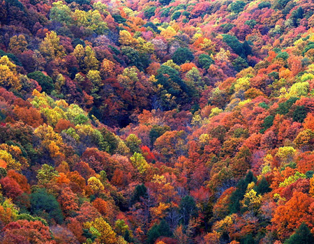 sea of fall colors