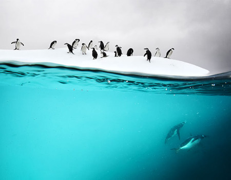 underwater antarctic penguins