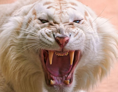 white lion fangs