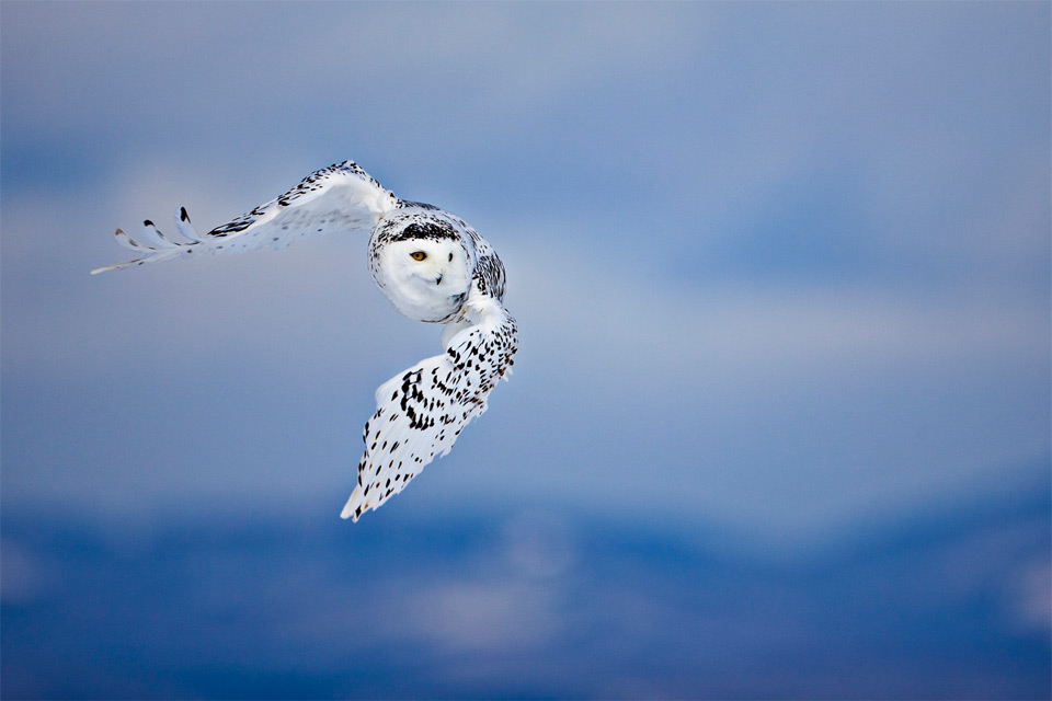 white owl in flight