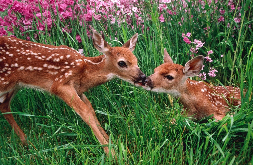 deer and fawn in spring meadow