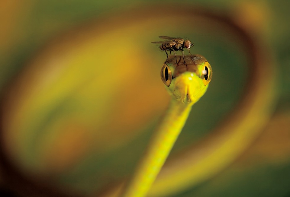 fly rests on the head of a vine snake