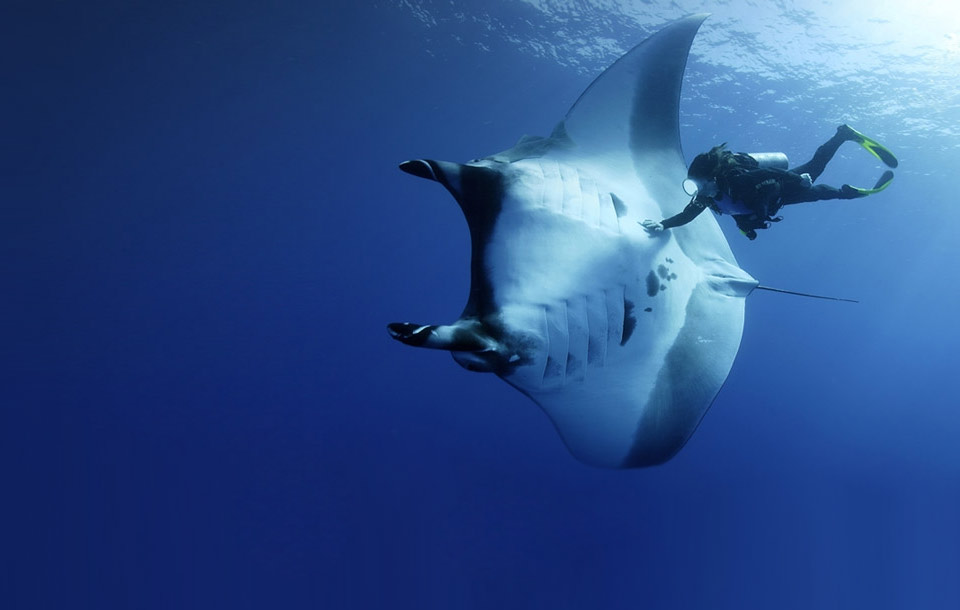manta ray and scuba diver