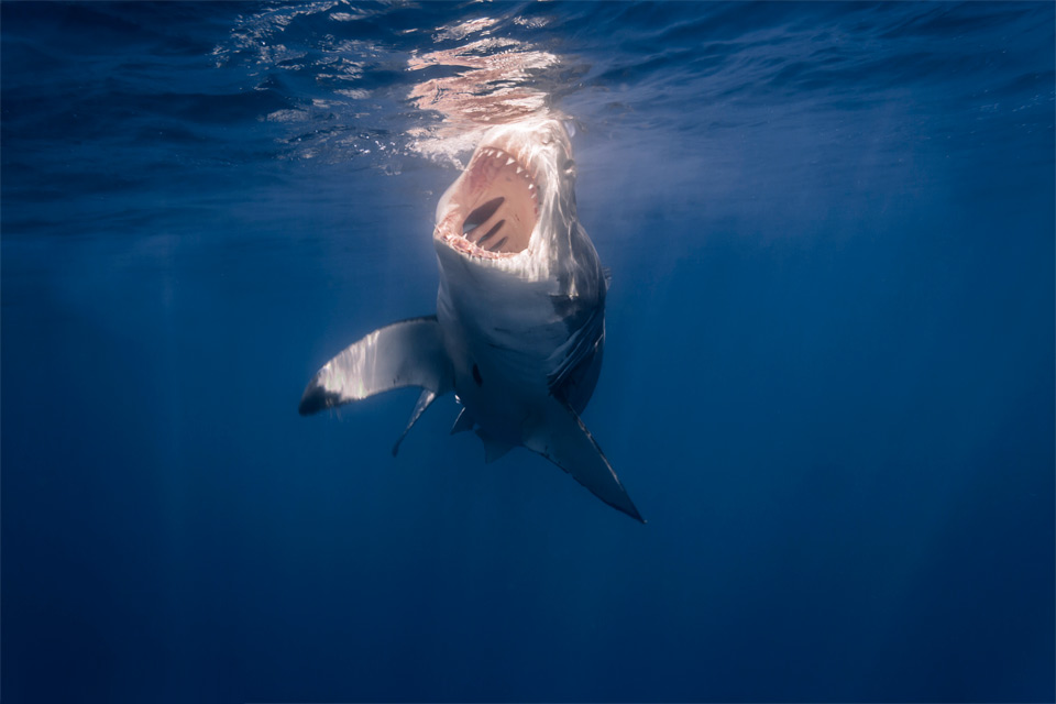 open jaws of white shark