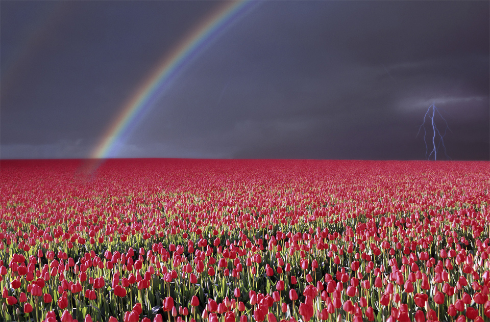 rainbow over tulip field