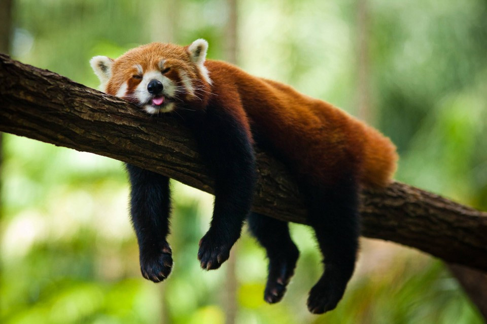 red panda sleeping