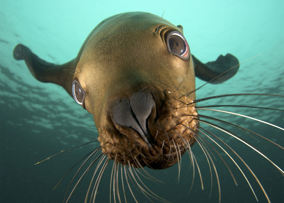 sea lion close-up