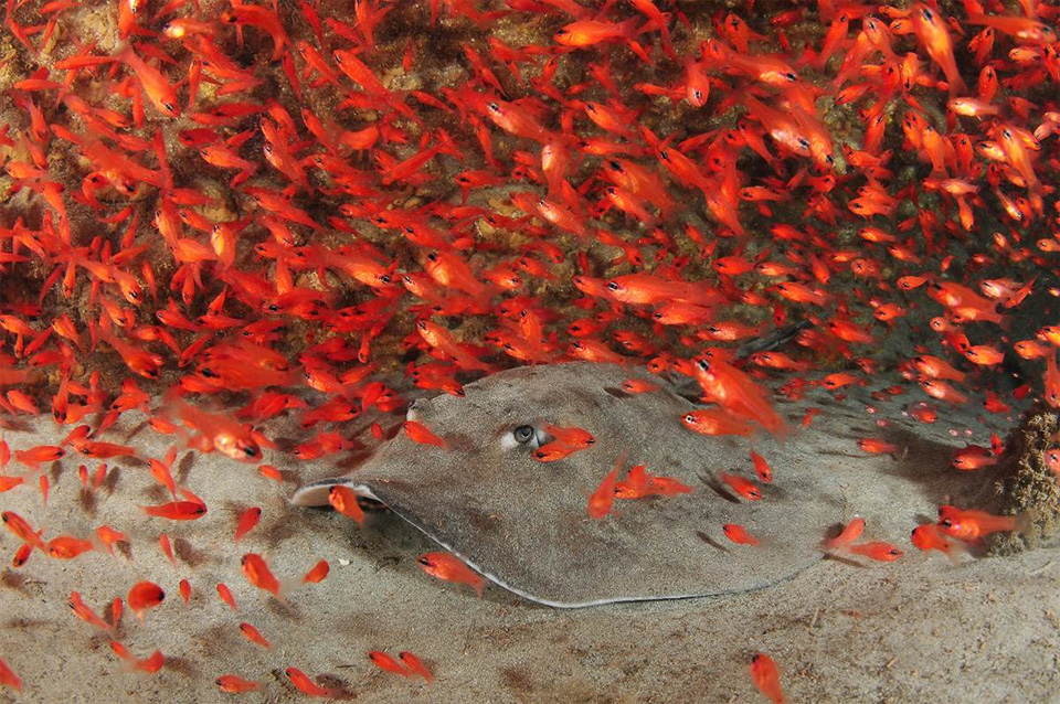 stingray in riot of red