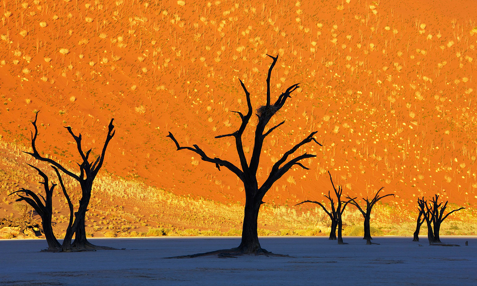 this is not a painting, dead trees park, namibia