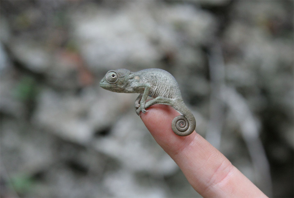 tiny baby chameleon