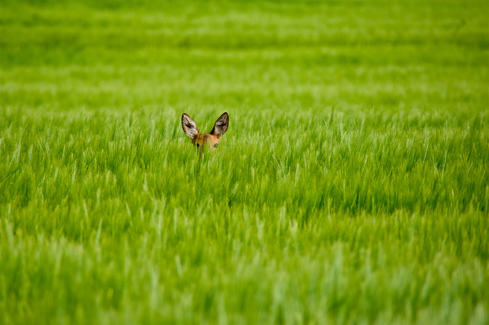 bambi in the greenfield