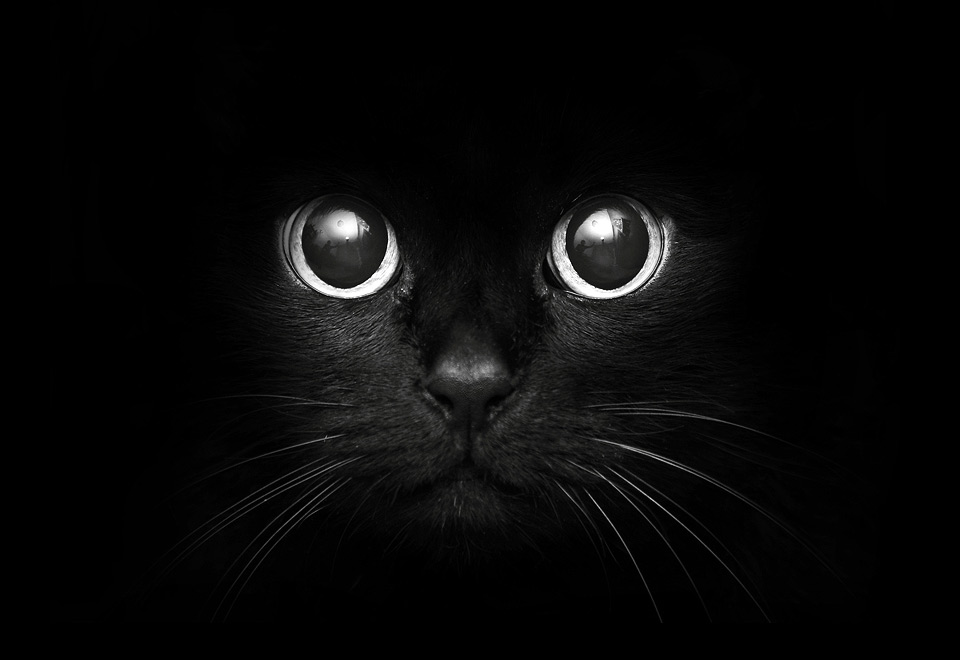 kitten in a dark