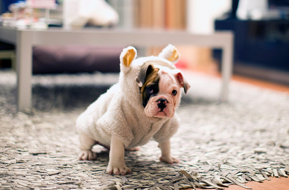 puppy in sheep`s clothing