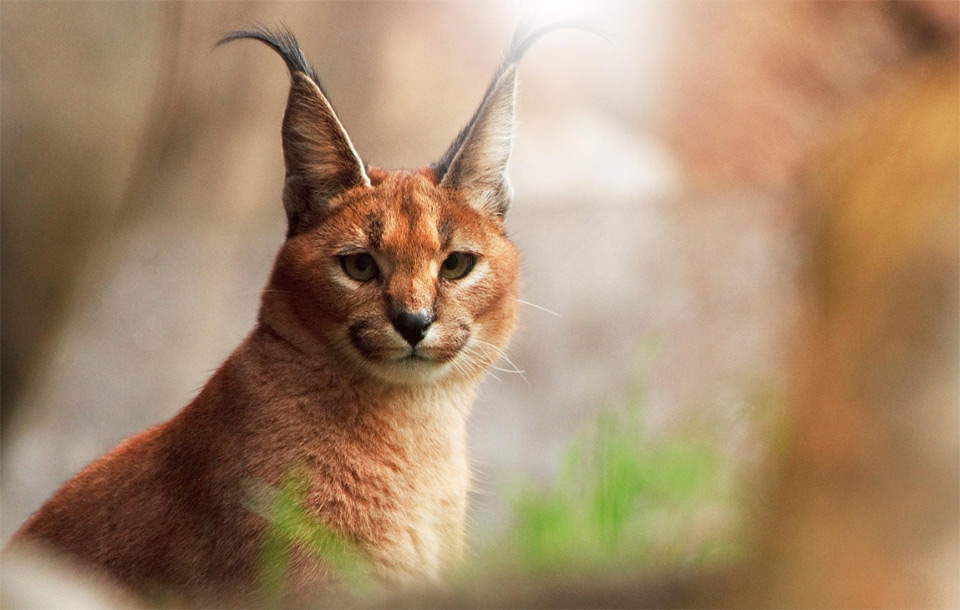 the look of caracal