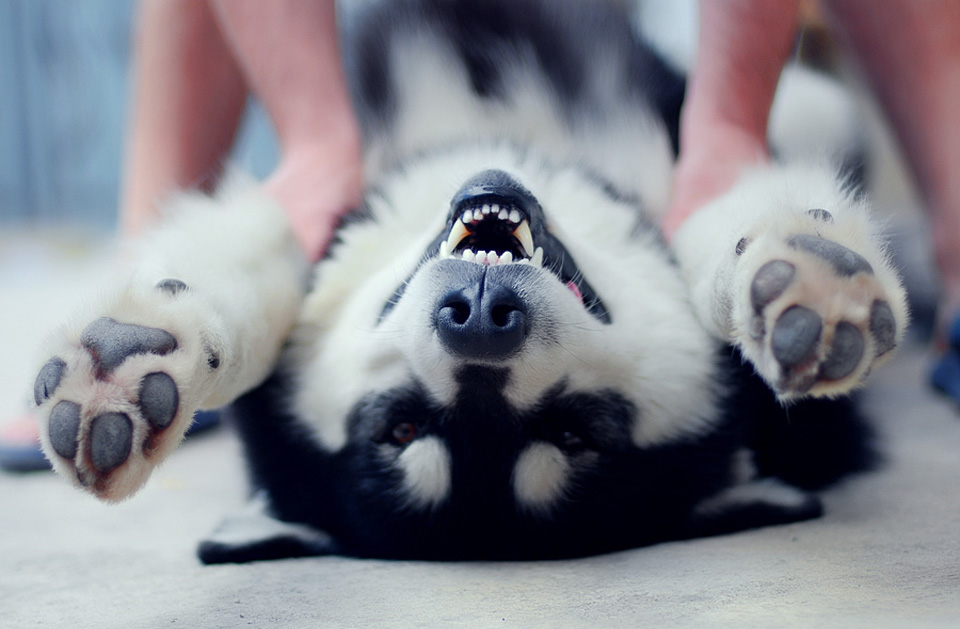 ticklish dog