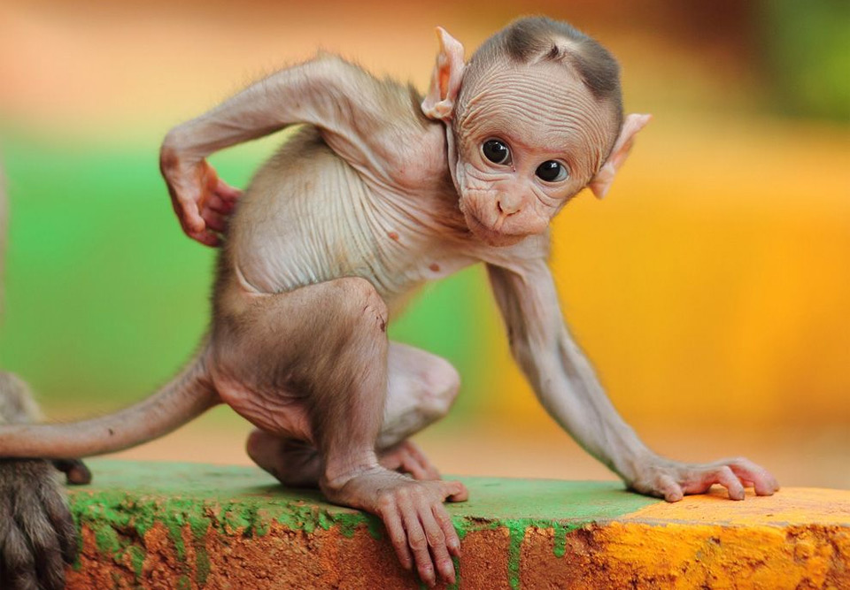 hairless baby macaque monkey
