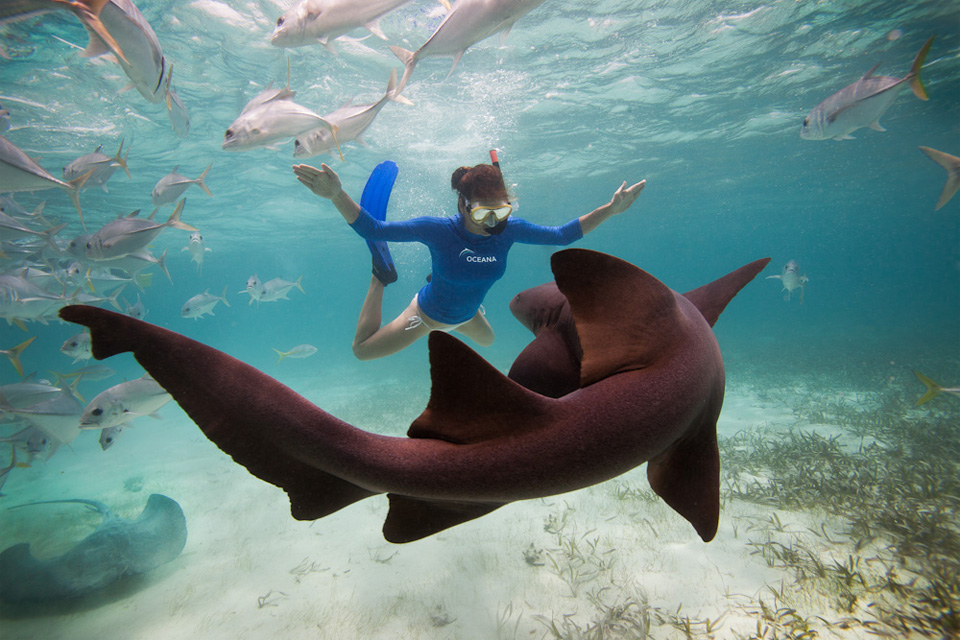 swimming with a nurse shark