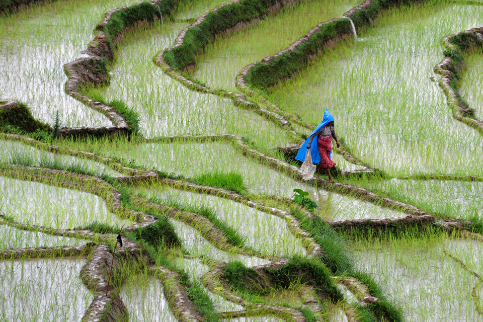 a farmer in nepal