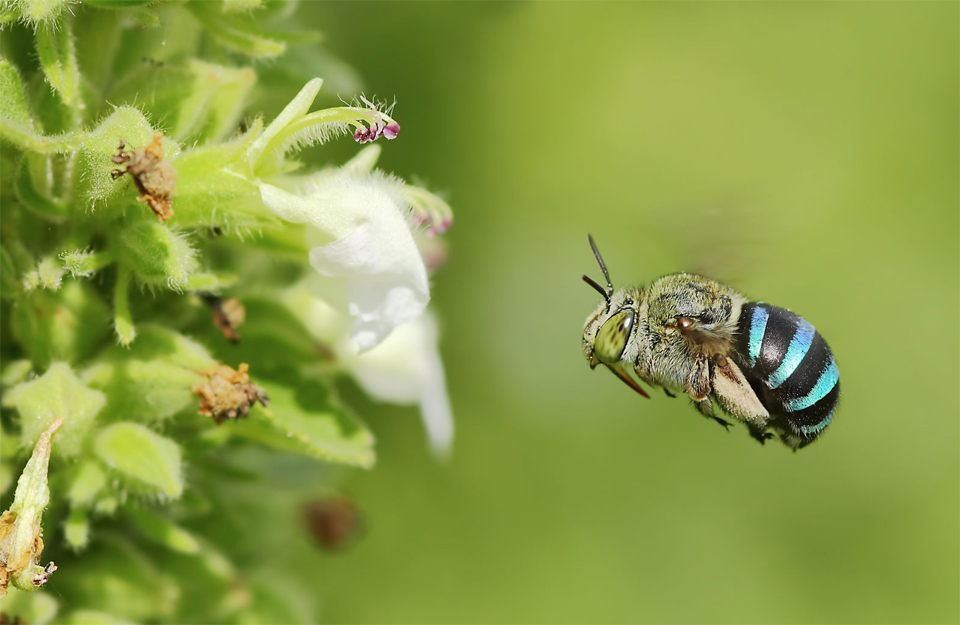 blue banded bee in flight