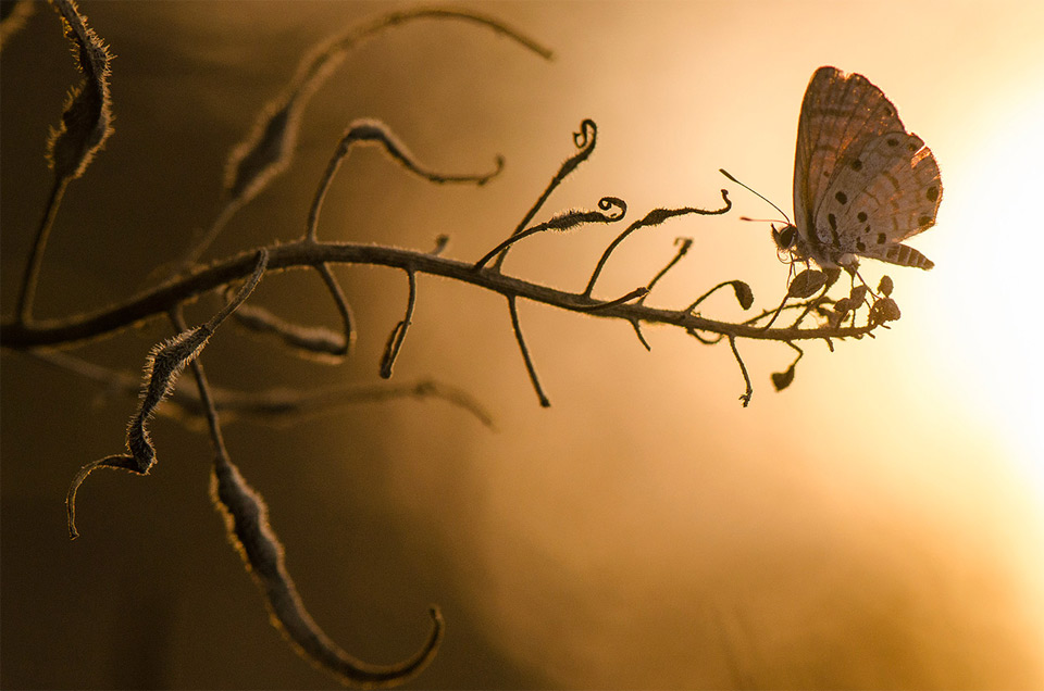 butterfly at sunset