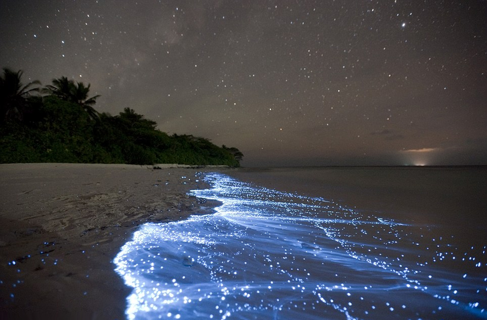 natural phenomenon, electric neon blue water, maldives