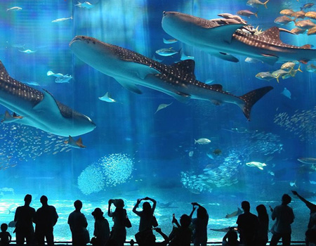 Japan Okinawa Aquarium