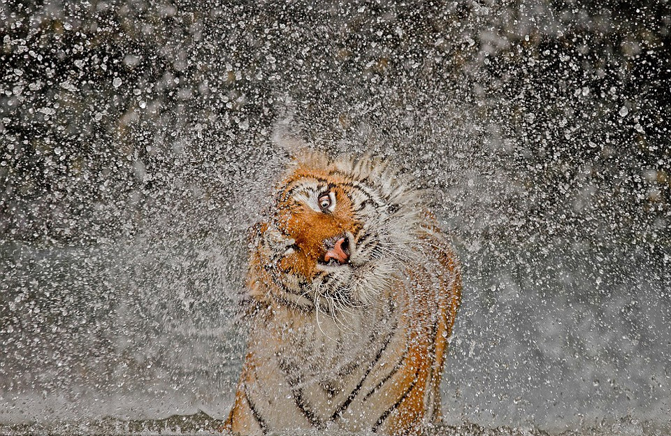 tiger shaking itself dry