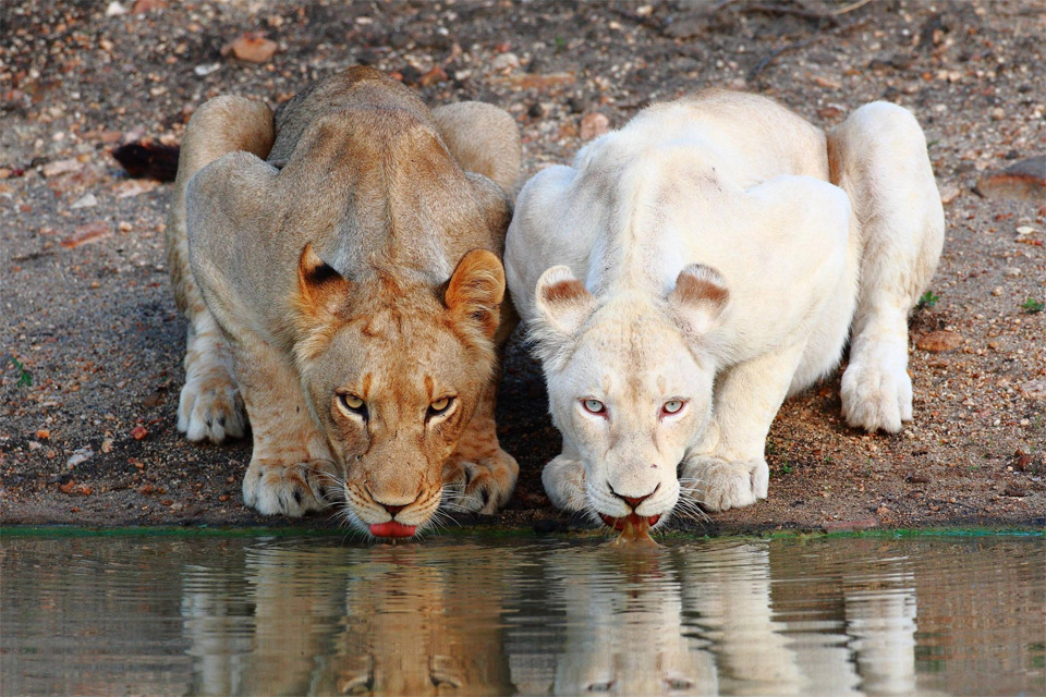 two lady lions having a drink
