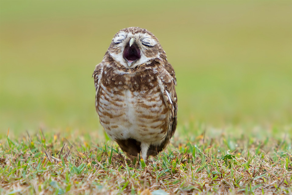 yawning owl