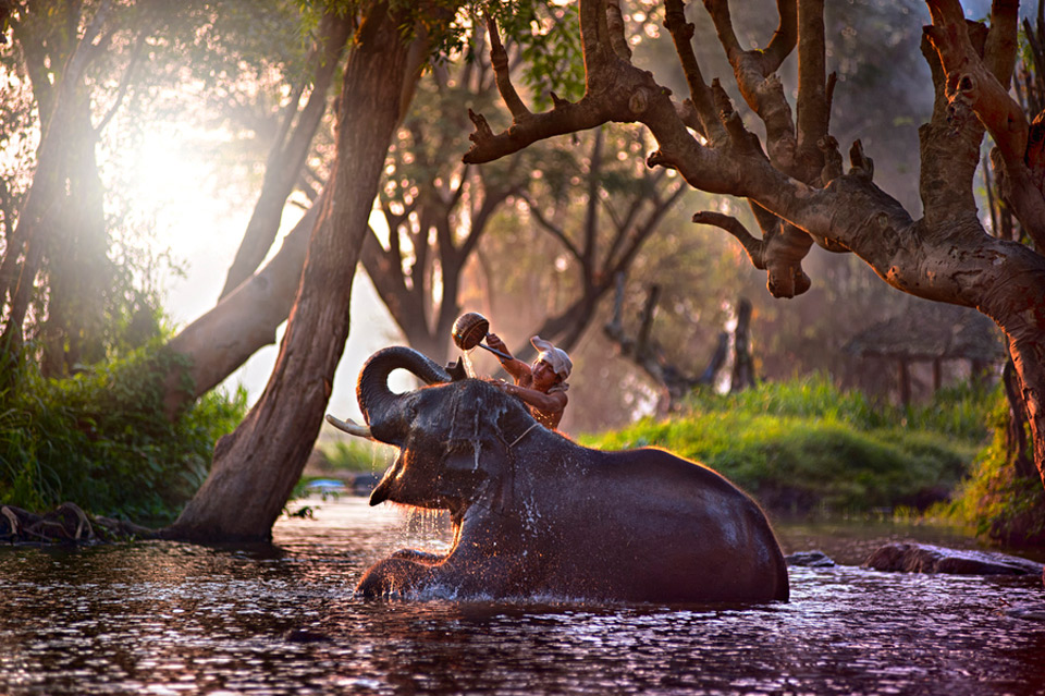 bathing an elephant