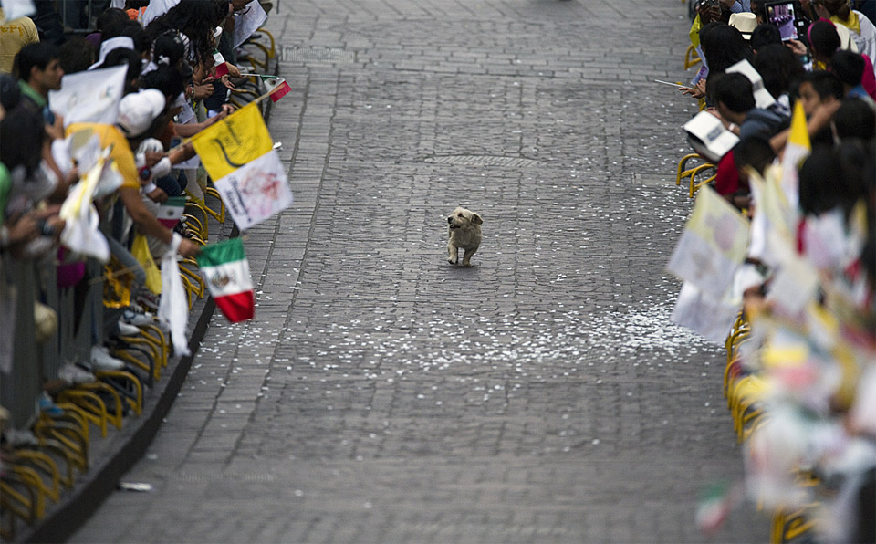 dog runs through a parade