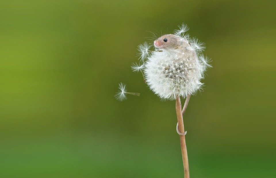 mouse on dandelion