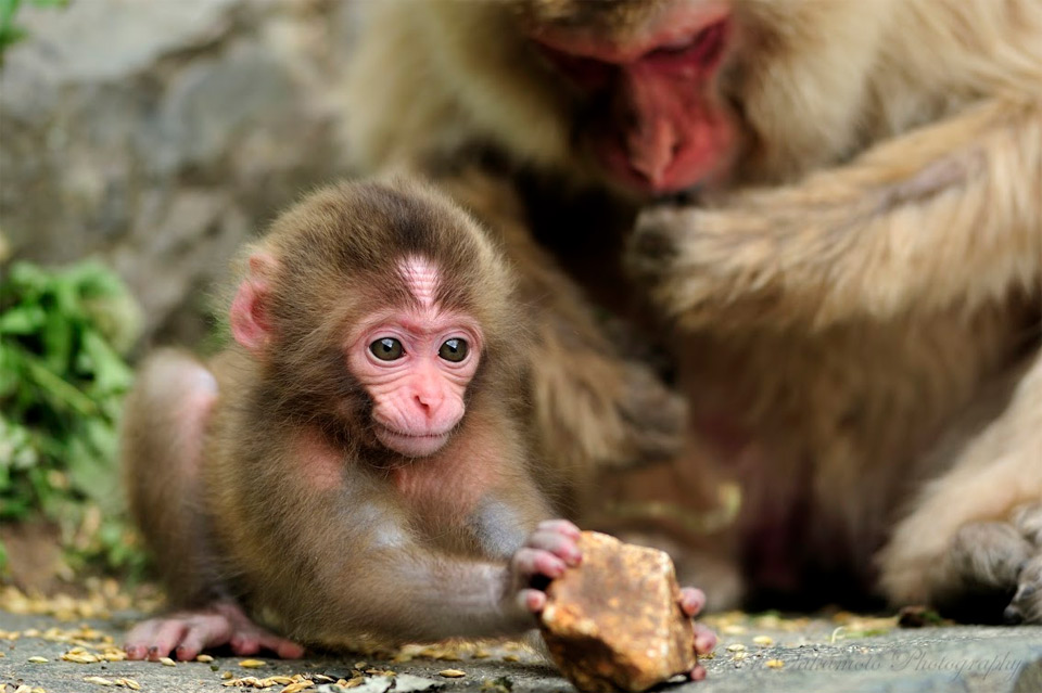 one month old baby monkey
