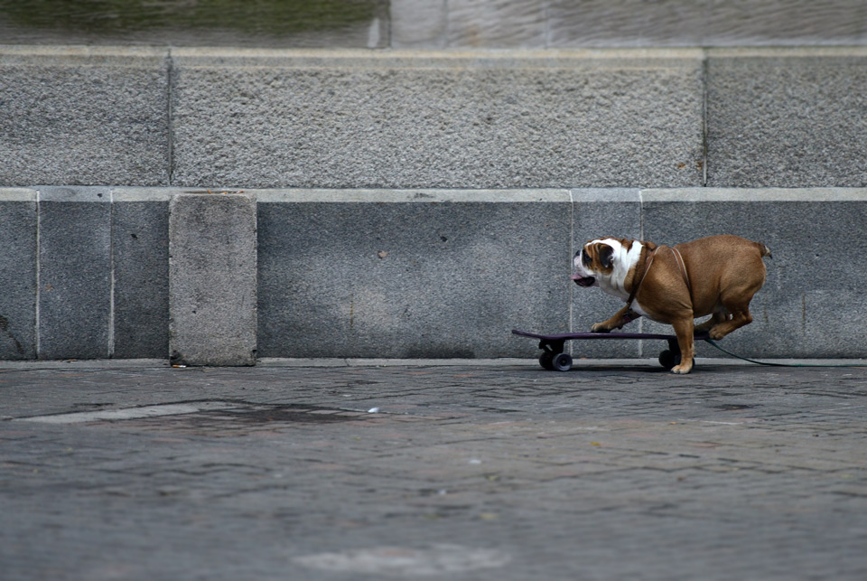 bulldog rides skateboard