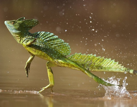 double-crested-basilisk-lizard-runs-across-the-water-thumb.jpg