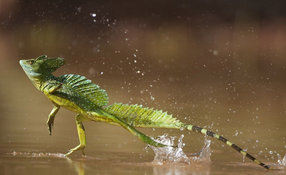 Basilisk On Water