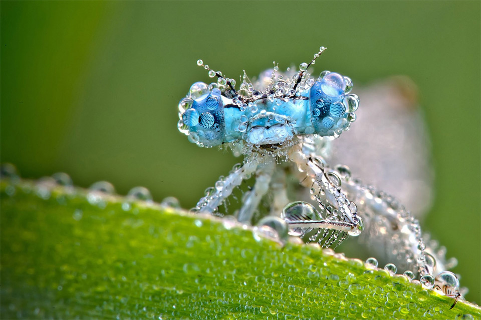 dragonfly covered in dew