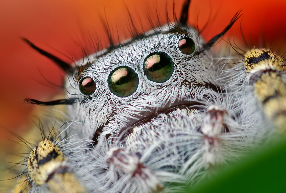 macro jumping spider