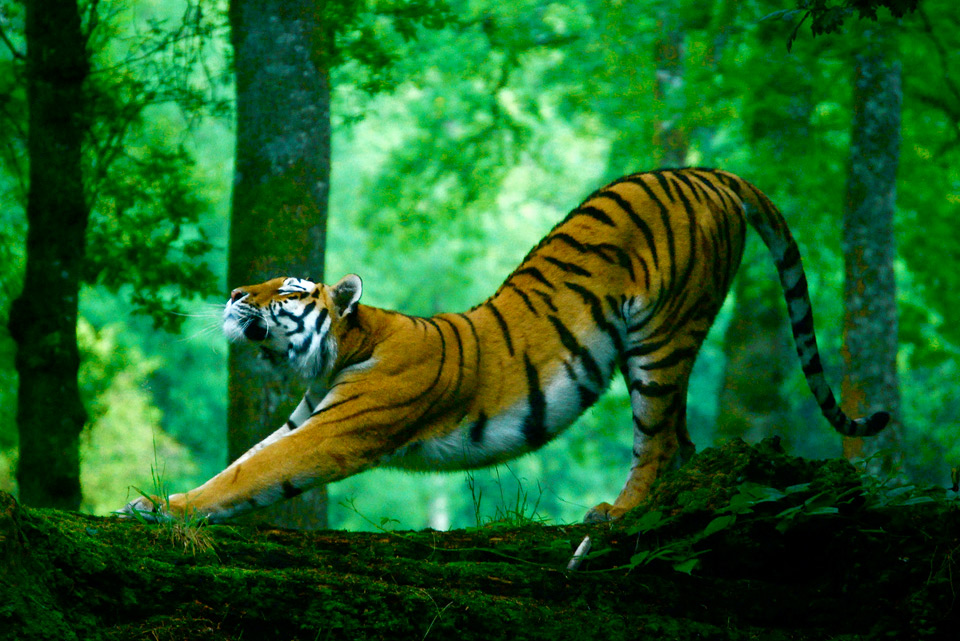 stretching tiger