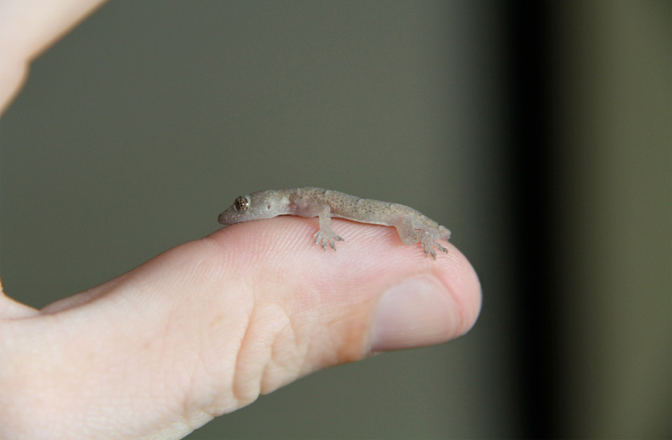 tiny baby lizard